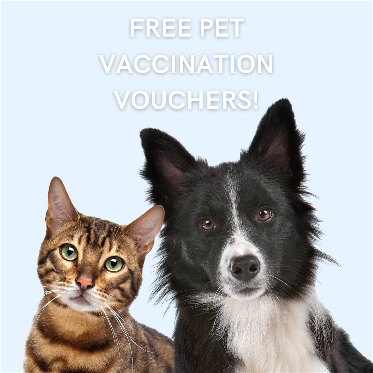 Cabonne Council Affords Free Canine and Cat Vaccination Vouchers