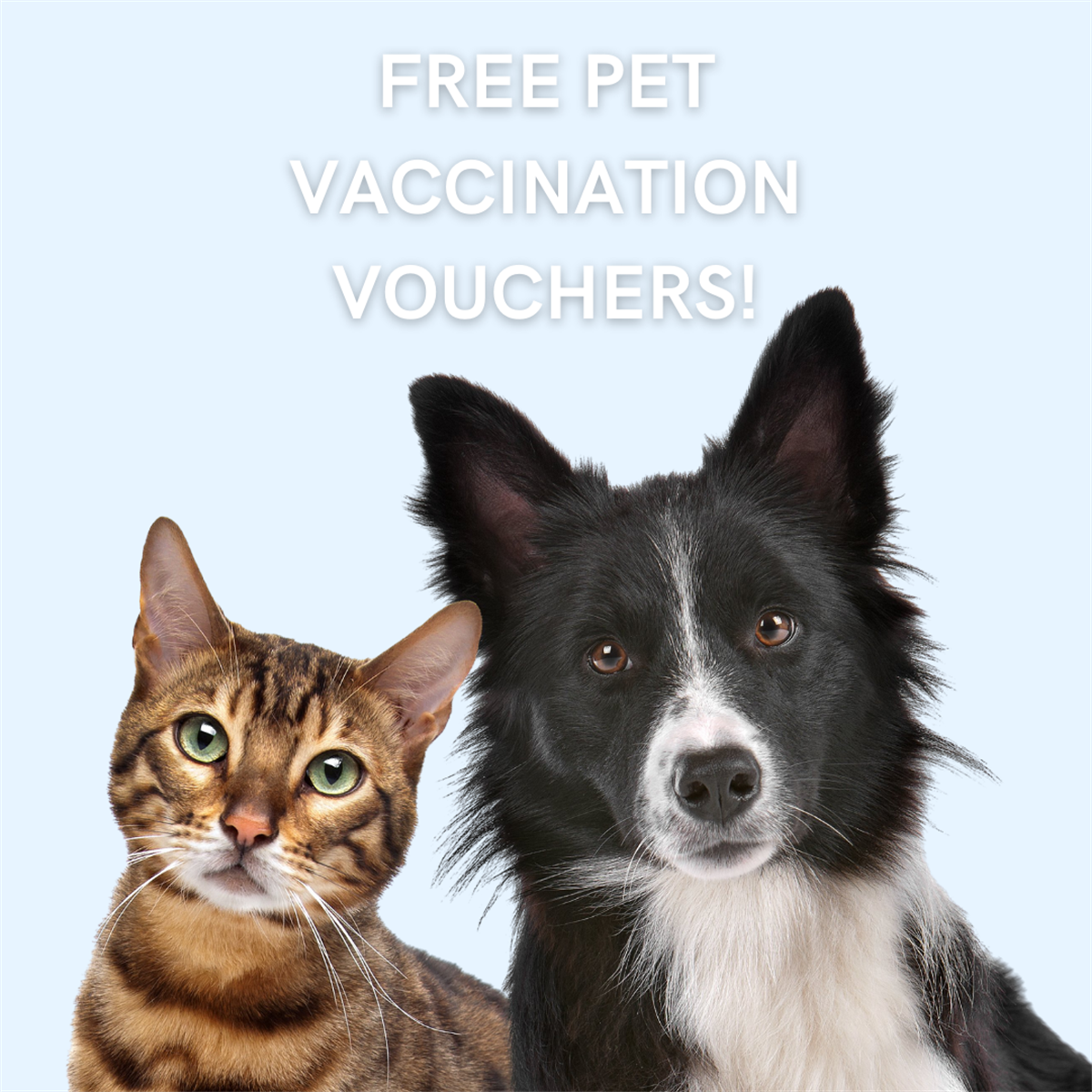 Cabonne Council Affords Free Canine and Cat Vaccination Vouchers Cabonne Council Affords Free Canine and Cat Vaccination Vouchers