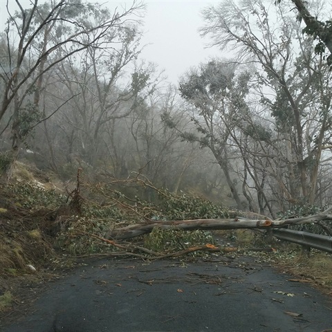 fallen-trees-pic.jpg