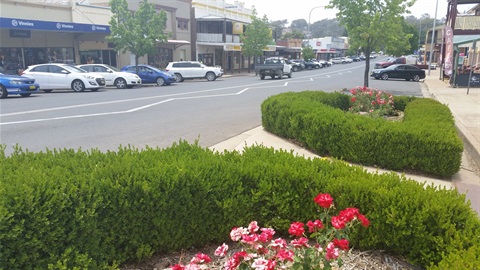 molong-cbd-pic-2.jpg