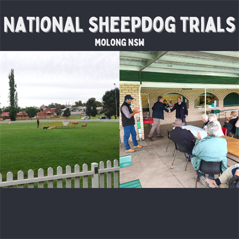 National-sheepdog-trials.png
