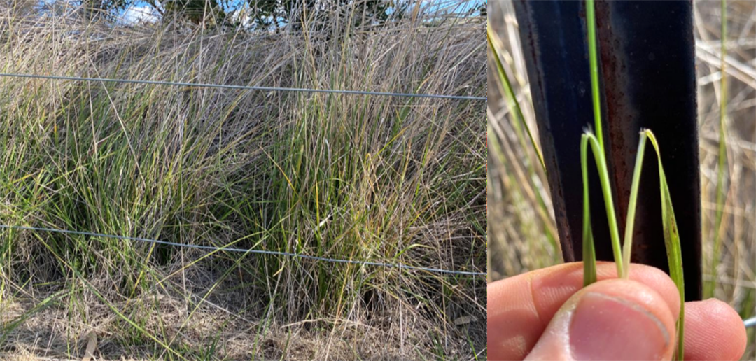Can you Spot Chilean Needle Grass? - Cabonne Council