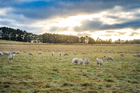 Spring Terrace Cabonne Farmpix G-02226.jpg