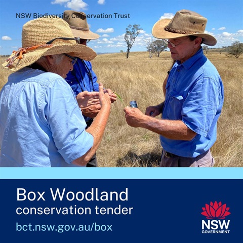 box-woodland-conservation-tender.jpg