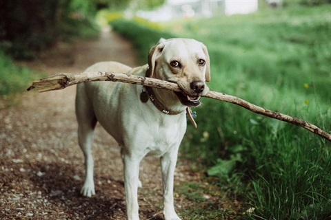 Dog-with-stick.jpg