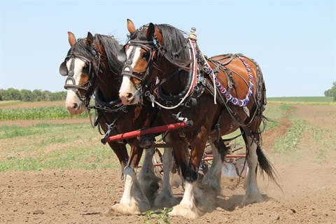 clydesdale 